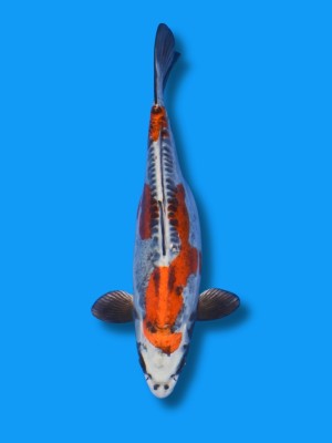 Beni Kikokuryu | Koi&Co.